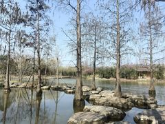 -上海长兴岛郊野公园