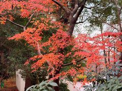 -井之头恩赐公园