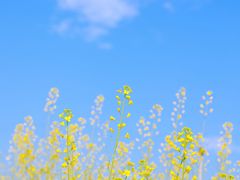 -光明小镇欢乐田园