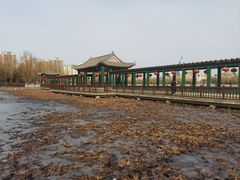 -莲花池公园