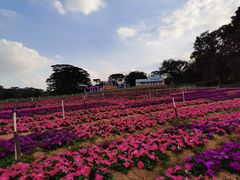 -松山湖梦幻百花洲