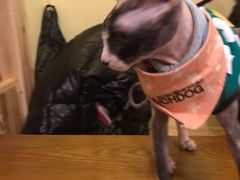 -猫色咖啡·猫咖