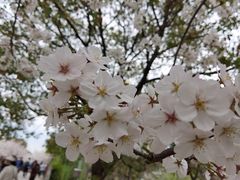 -高东镇樱花园
