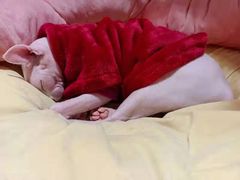 -藏猫猫咖啡主题馆(中央大道店)