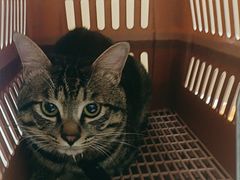 -瑞派康怡24h宠物医院·犬猫医疗中心·微创绝育(瑞景分院)