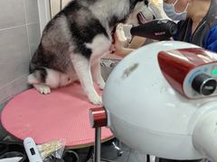 -宠福鑫康馨动物医院·骨科·眼科