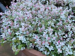 -杭州千岛湖开元度假村