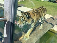 -西霞口神雕山野生动物世界