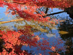 -西湖外事游船(花港观鱼码头)