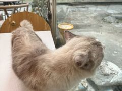 -猫咪派对(江南西店)