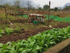 -遇龙河大樟树农家乐