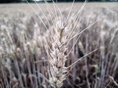 -汉长安城未央宫国家考古遗址公园