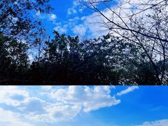 -金鸡湖桃花岛