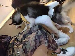 -Husky Go! 哈士奇体验馆·宠物咖啡厅狗咖