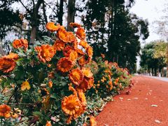 -上海长兴岛郊野公园