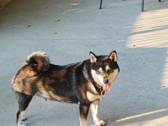 -柴犬高等学院·狗咖·柴犬售卖·宠物训练