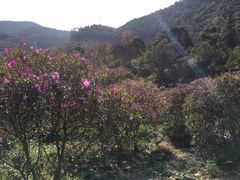 -广州市石门国家森林公园
