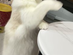 -lincat·猫舍(广州店)