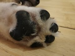 -喜柴咖啡·柴犬狗咖