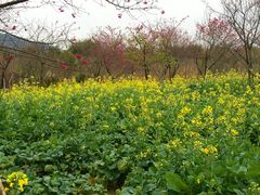 -天适樱花悠乐园
