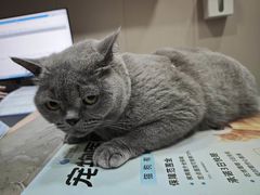 -四月宠物医院·猫专科·心脏专科·内科(转塘店)