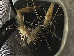 -DGE季风钓虾营地·团建·聚会