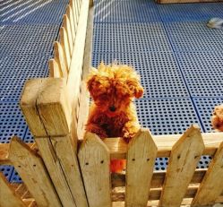 -萌宠亲子动物乐园(槐房万达店)