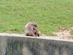 -合肥野生动物园