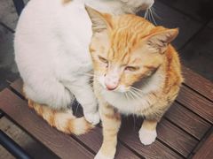 -竹吟山房