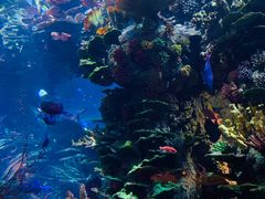 -迪拜帆船酒店海底餐厅