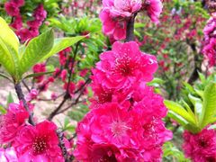 iphone_upload_pic-南国桃园旅游度假区