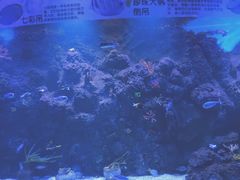 -芜湖新华联大白鲸海洋公园