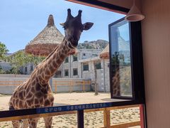 -西霞口神雕山野生动物世界