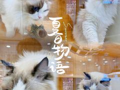 -爱洗澡的猫(天河路店)