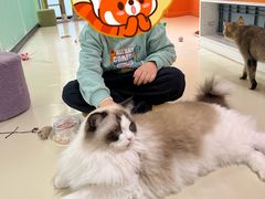 -三花喵·撸猫购宠·宠物生活馆(虹桥南丰城店)
