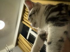 -瑞派福兴宠物医院犬猫全科·骨科·中西医结合(河东店)