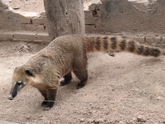 -深圳野生动物园