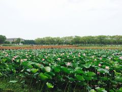 -洪湖生态旅游区