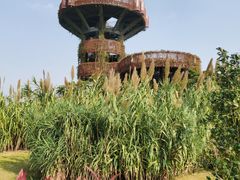 -芒洲湿地公园