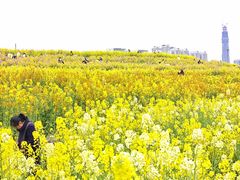 -三圣花乡旅游区