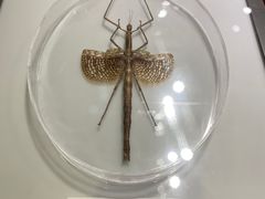 -上海昆虫博物馆