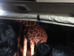 -清迈夜间动物园