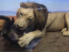 -国家自然博物馆