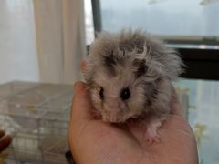 -我爱猫咪·猫咖·狗咖·安哥拉兔·羊驼咖(小寨华旗店)
