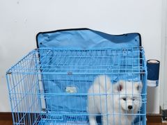 -翊宠yipet猫狗购宠庄园犬舍•猫舍