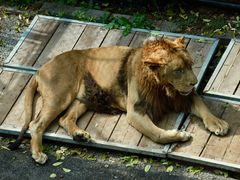 -大连森林动物园