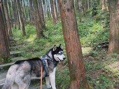 -山王坪喀斯特国家生态公园