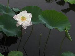-荷塘月色湿地公园·向阳花洲
