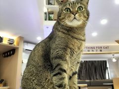 -喵园·猫主题咖啡厅·撸猫·猫咖(国贸店)