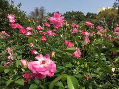 -人民公园(罗湖区)